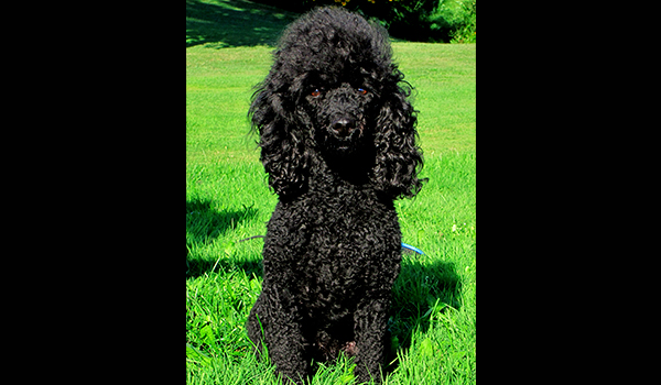 Medium Black