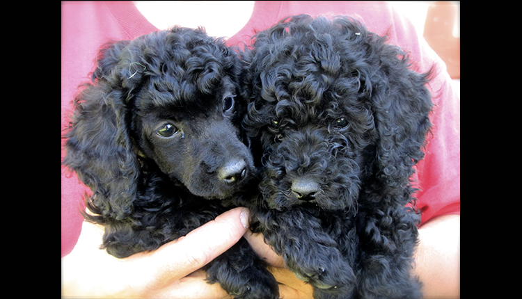 Chiots
